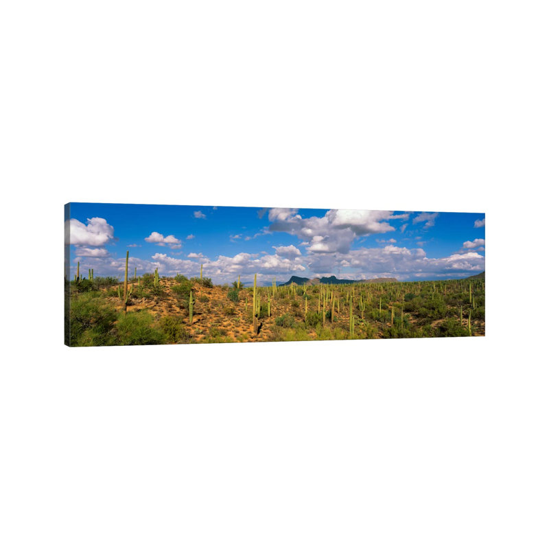 Saguaro National Park Tucson AZ USA - Wrapped Canvas Panoramic Print, 121.92 cm H x 40.64 cm W x 1.91 cm D