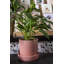Ceramic Pot Planter-428714403