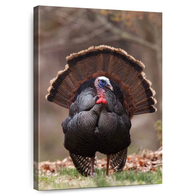 Brampt Strutting Tom Turquie, H 24 po x l 16 po