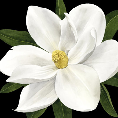 Midnight Magnolia II by Grace Popp - Wrapped Canvas Print