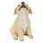 Howling Yellow Labrador puppy