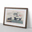 Black Guillemot Bird by John James Audubon - Picture Frame Art Print-55512343-55512342