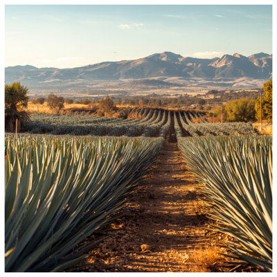 Couvre-lit matelassé Agave
