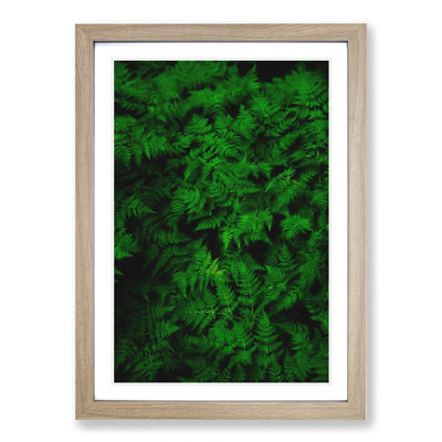 Fern Leaves Vol.3 - Framed Print