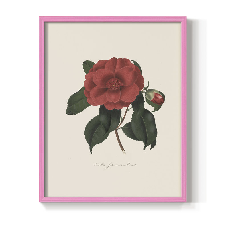 Impression florale vintage encadrée CXC III - bois massif