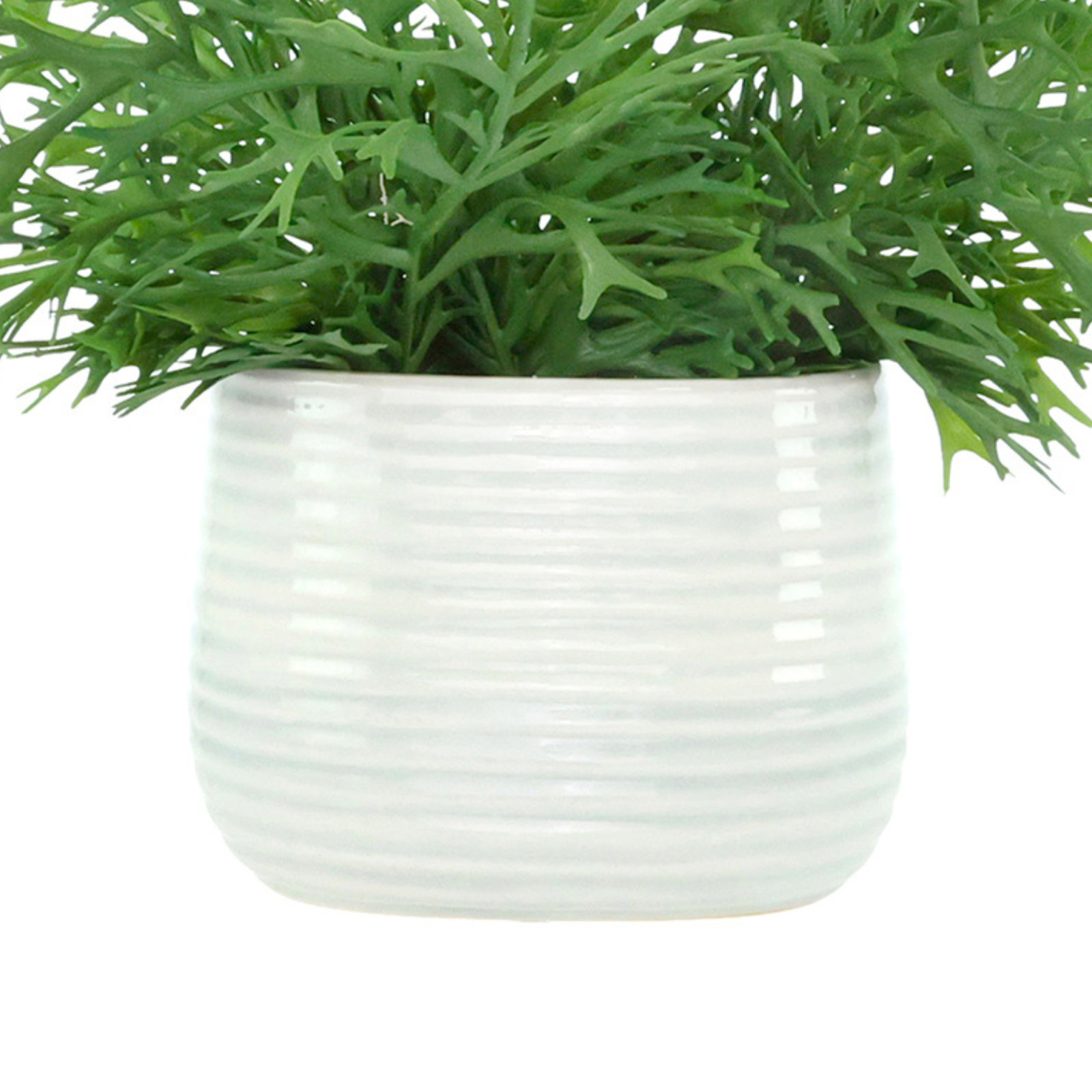 Staghorn Fern in Ceramic Vase