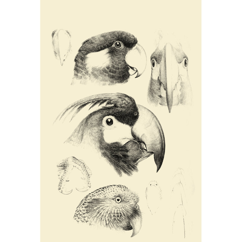 Waterbird Sketchbook III - Drawing, 30 cm H x 20 cm W, Black Floater Frame