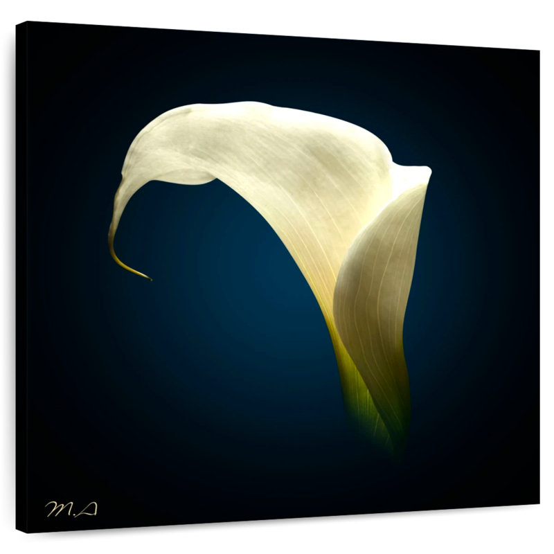 Harnek Cala Lily I, 36" H x 36" W