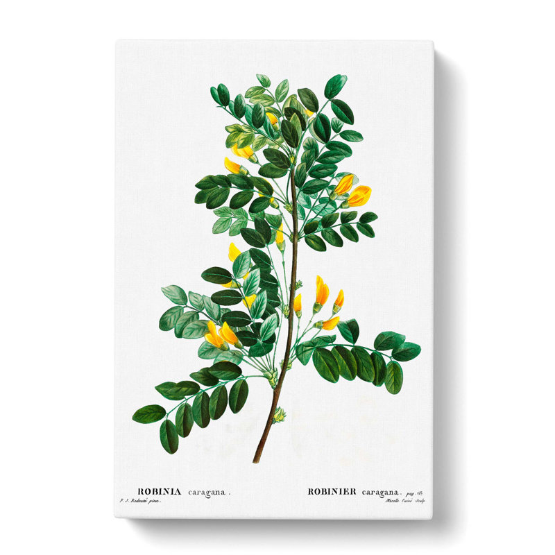Siberian Pea Tree Flowers by Pierre-Joseph Redoute - Wrapped Canvas Painting, 60cm H x 40cm W x 3cm D
