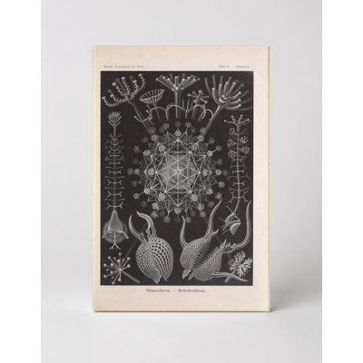 Art textuel sur toile, "Tafel 61 - Phaeodaria" (1904)