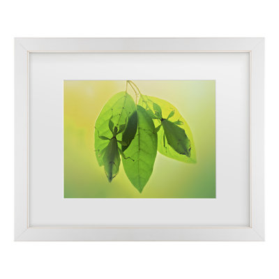 Bolog Jimmy Hoffman Leaf Insects 2 Matted Framed Art