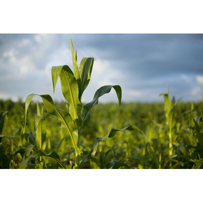 " Corn Plant " by Willard