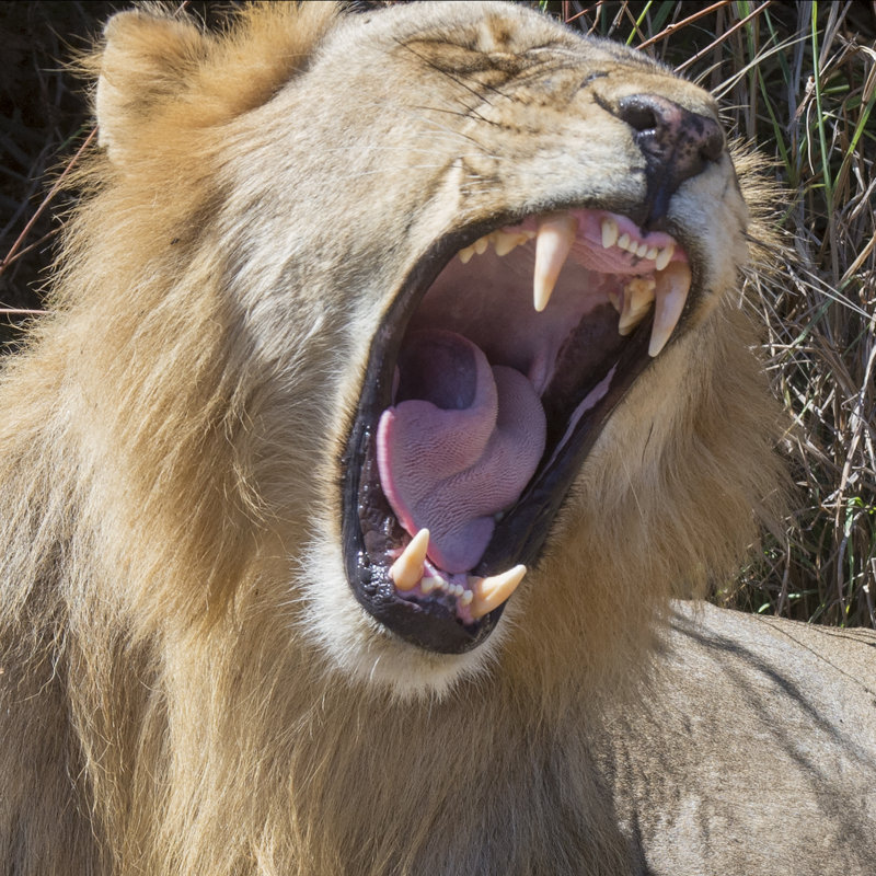 King Of The Beasts by Scott Bennion - Wrapped Canvas Print, 91cm H x 91cm W