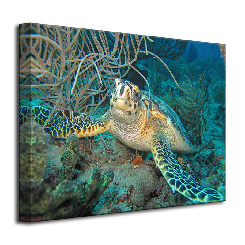 " Turtle " by Christopher Doherty