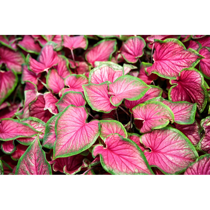Caladium Elephant Ear Plant by Skodonnell, 12" H x 18" W