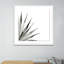 Agave II Print by Jess Engle-48615487-48615491