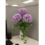 Tige d'hortensia 18 po - paquet de 6