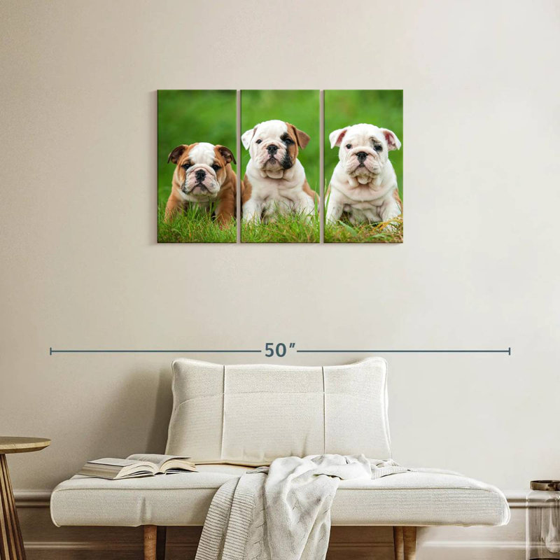 Chiots bouledogue anglais, H 20 po x l 33 po
