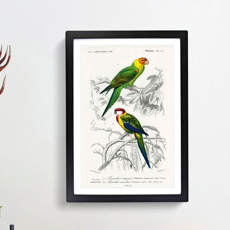 Parrot Illustrations by Charles dOrbigny - Framed Print, 65cm H x 48cm W x 2cm D, Black Framed