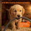 Chaufferette pour chien-1598963608