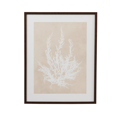 Cystoseira Ericoides, reproduction encadrée