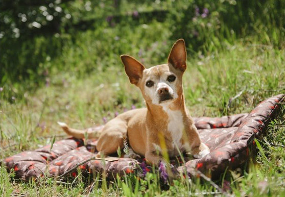 Scout & About Outdoor Chill Dog Pad P.L.A.Y.