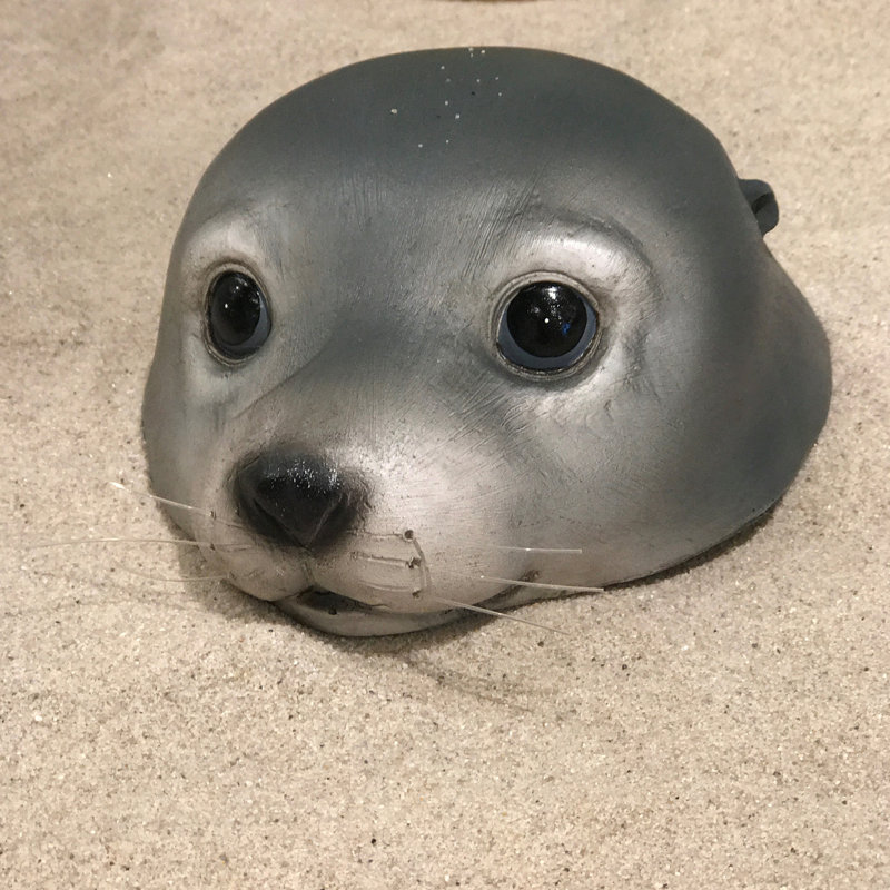 Floating Baby Seal Head