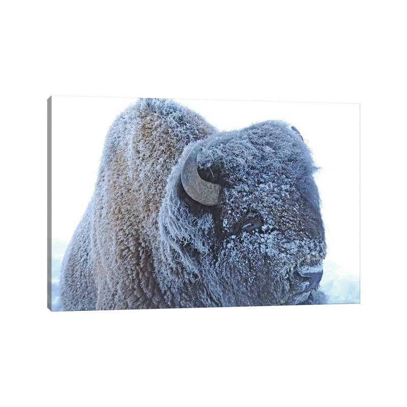 Frozen by Brian Wolf - Wrapped Canvas Print, 20.32cm H x 30.48cm W x 1.91cm D
