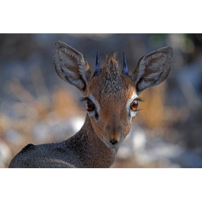 Dik Dik by Namibelephant