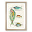 East Indies Fish Illustrations Douzieme by Louis Renard - Picture Frame Painting Print-55547407-55547409
