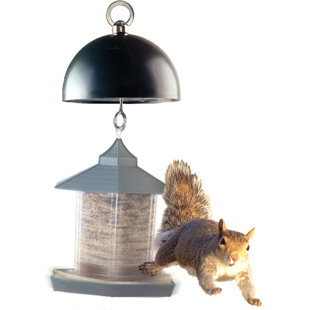 Squirrel Guard