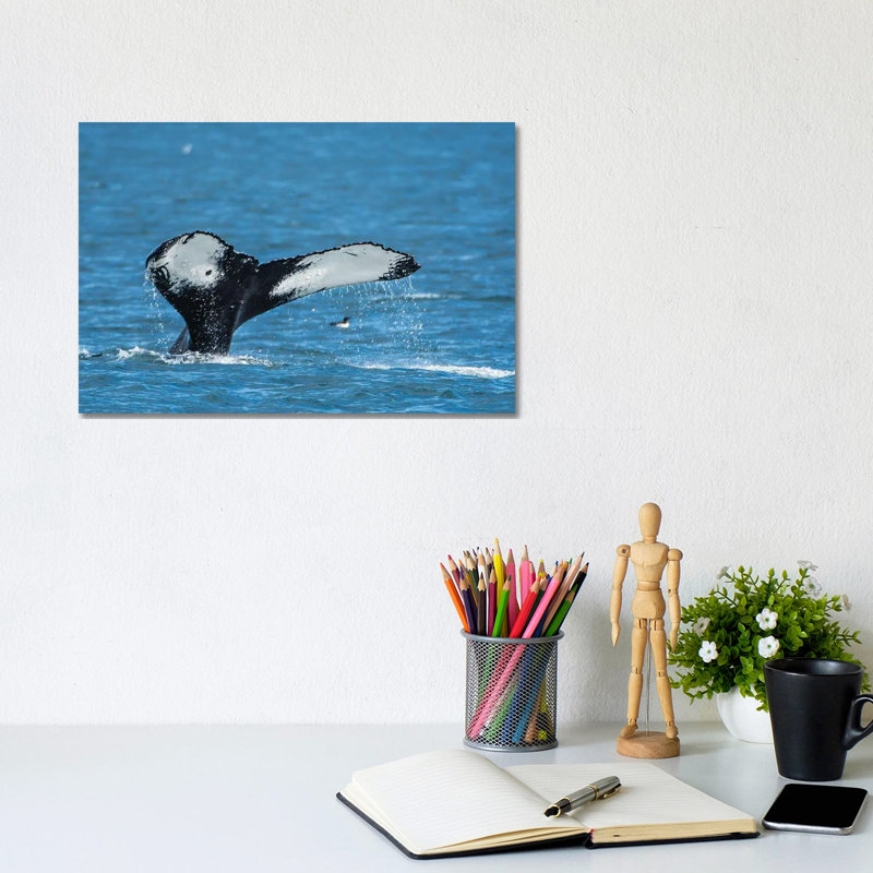 Humpback Whale (Megaptera Novaeangliae), Resurrection Bay, Kenai Fjords National Park, Alaska, USA. by Michael DeFreitas - Wrapped Canvas Print