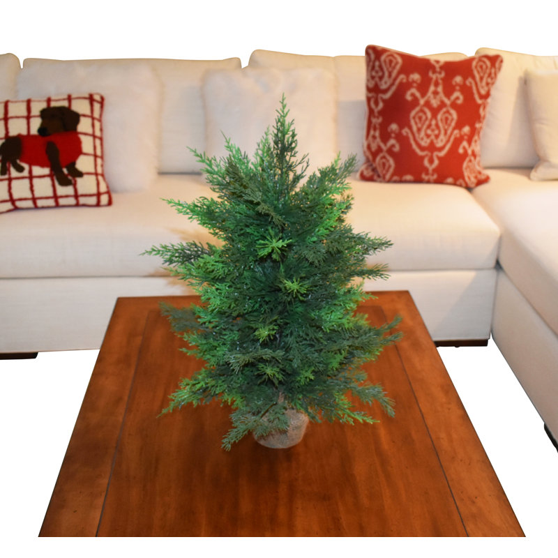 25" Cedar Pine Tree In Pot