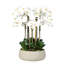 Orchid Floral Arrangement in Planter-249749280-249749295-249749281