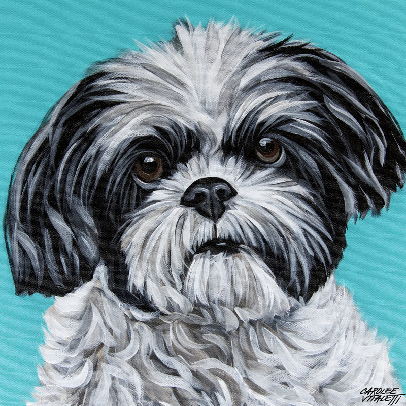 «Shih Tzu noir et blanc sur toile» par Carolee Vitaletti, H 12 po x l 12 po