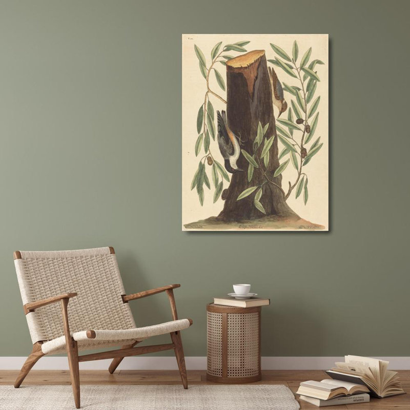 «The Nuthatch» par Mark Catesby - Art mural sur toile tendue avec châssis, H 40 po x l 28 po