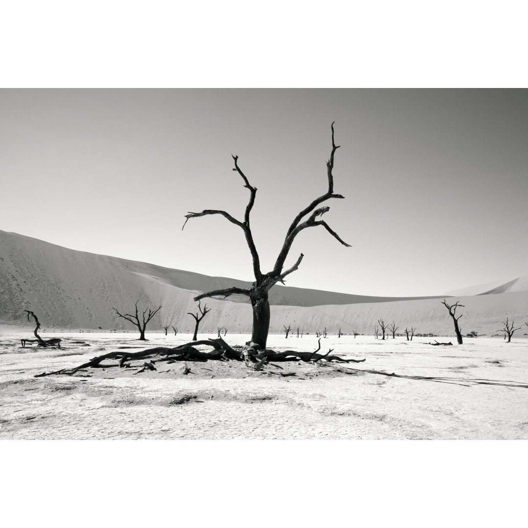 Desert Trees von Mlenny - Kunstdrucke