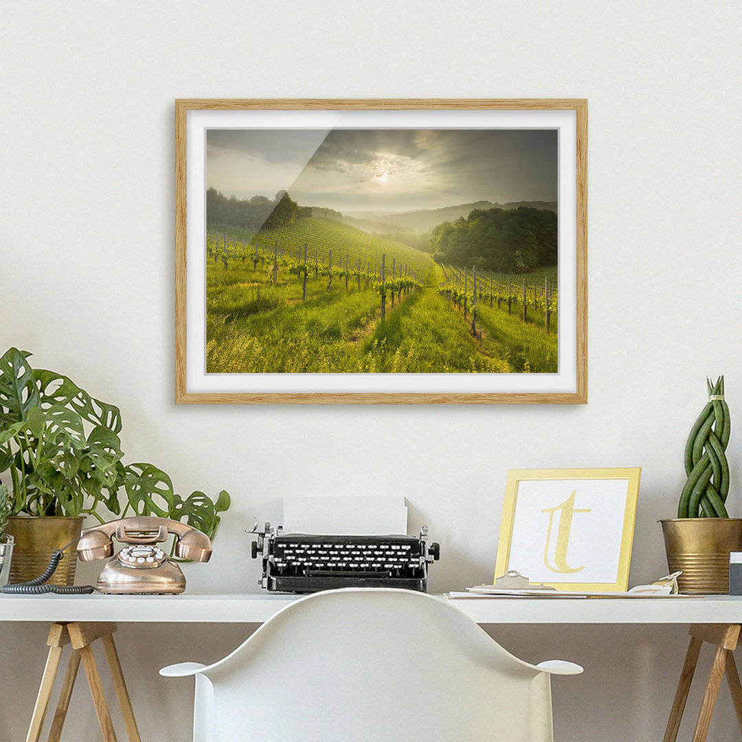 Gerahmtes Poster Vineyard Sunbeams