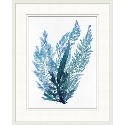 Indigo Seagrass 9 Print