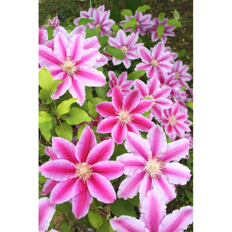 Clematis Nelly Moser - Wrapped Canvas Print, 91cm H x 61cm W x 3.8cm D
