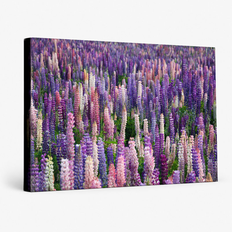 Lupin Field in Bloom - Paysage, art mural sur toile, L 20 po x H 16 po