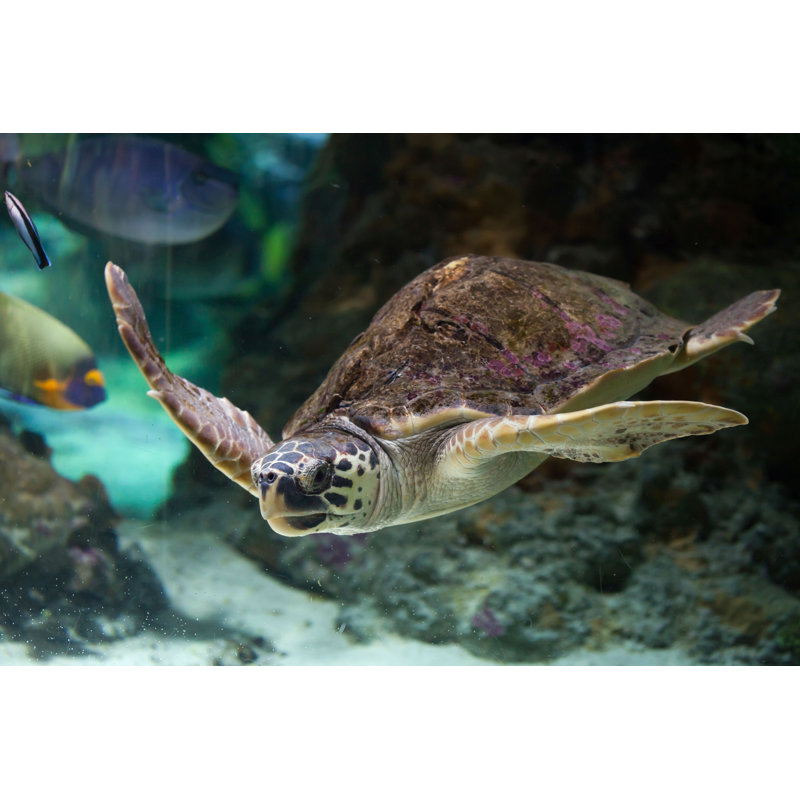 " Loggerhead Sea Turtle " by Wrangel, 8" H x 12" W  