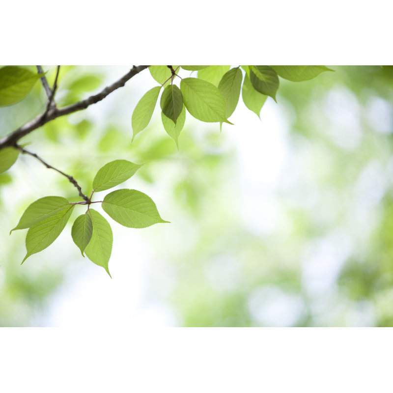 Fresh Leaves by Ooyoo - No Frame Art Prints on Canvas, 51cm H x 76cm W