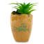 Plante de 6 po