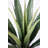 Artificial Agave In A White Fishbowl Planter