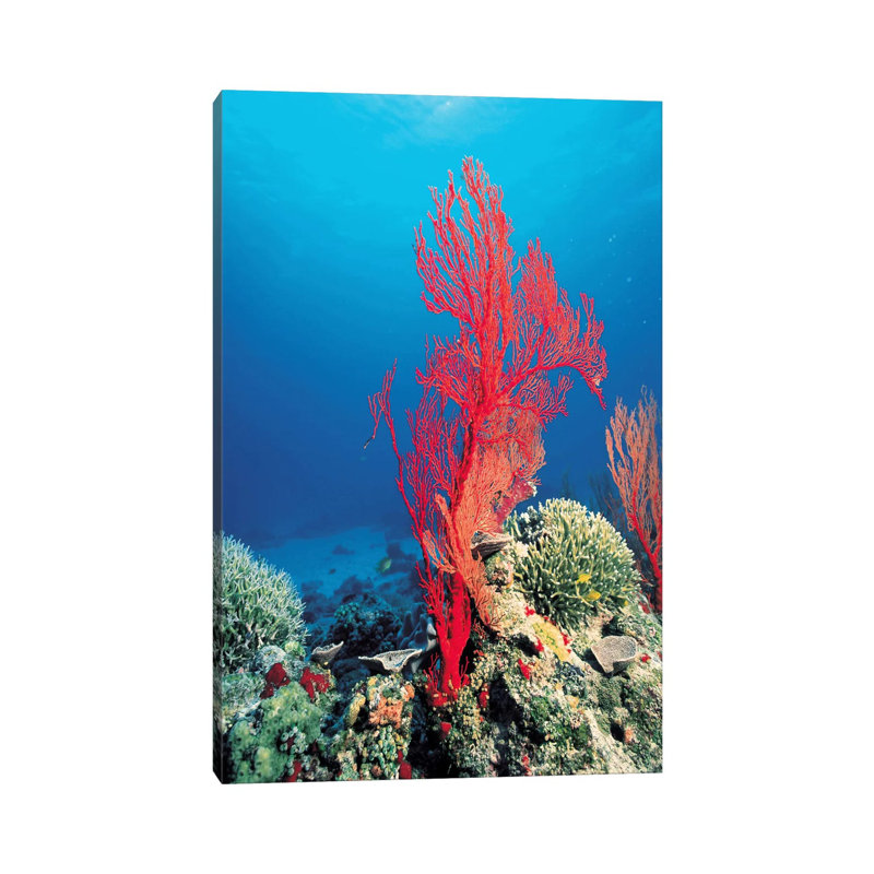 Red Coral by Unknown Artist - Wrapped Canvas Print, 101.6 cm H x 66.04 cm W x 1.91 cm D