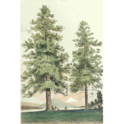 Majestic Pine II