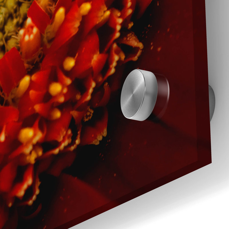 "Red Gerbera On Black 02" par Tom Quartermaine, H 36 po x l 36 po