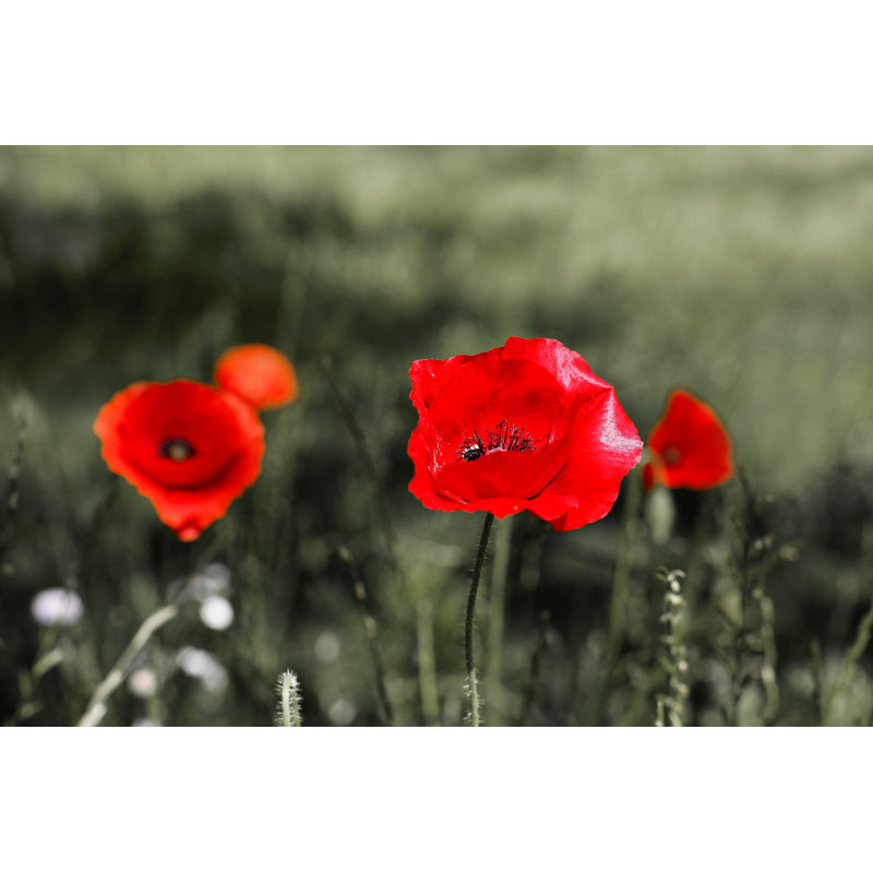 Wild Flowers by Baza178 - Wrapped Canvas Print, 30cm H x 46cm W x 3.8cm D