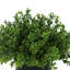 Faux Boxwood Plant in Glass Vase